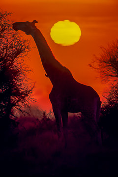 LE-AF-M-01&nbsp;&nbsp;&nbsp;&nbsp;&nbsp;&nbsp;&nbsp;&nbsp; Southern Giraffe Feeding At Sunrise, Kruger National Park, South Africa