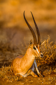 LE-AF-M-01&nbsp;&nbsp;&nbsp;&nbsp;&nbsp;&nbsp;&nbsp;&nbsp; Grant's Gazelle, Samburu National Reserve, Kenya