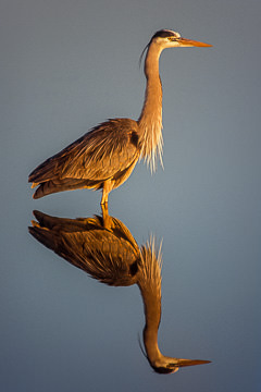 LE-AM-B-20&nbsp;&nbsp;&nbsp;&nbsp;&nbsp;&nbsp;&nbsp;&nbsp; Great Blue Heron And Reflection, Edwin R. Forsythe NWR, New Jersey