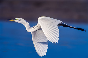 LE-AM-B-02&nbsp;&nbsp;&nbsp;&nbsp;&nbsp;&nbsp;&nbsp;&nbsp; Great White Egret In Flight, Fort Myers Beach, Florida