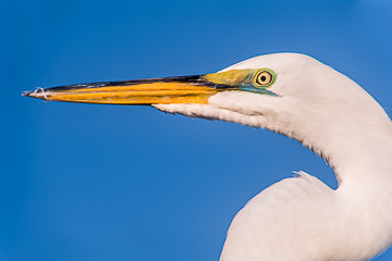 AM-B-05&nbsp;&nbsp;&nbsp;&nbsp;&nbsp;&nbsp;&nbsp;&nbsp; Great Egret Portrait, Tavernier, Florida