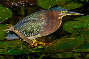 AM-B-04&nbsp;&nbsp;&nbsp;&nbsp;&nbsp;&nbsp;&nbsp;&nbsp; Green-Backed Heron, Everglades NP, Florida