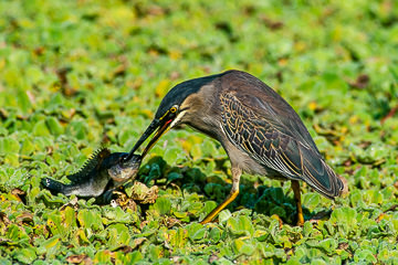LE-AF-B-03&nbsp;&nbsp;&nbsp;&nbsp;&nbsp;&nbsp;&nbsp;&nbsp; Greenbacked Heron With Fish, Sunset Dam, Kruger NP, South Africa