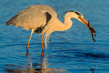 LE-AF-B-03&nbsp;&nbsp;&nbsp;&nbsp;&nbsp;&nbsp;&nbsp;&nbsp; Grey-Heron Catching Toad, Sunset Dam, Kruger National Park, South Africa