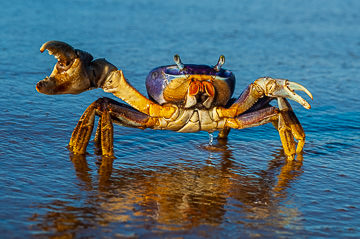LE-BR-MIS-20&nbsp;&nbsp;&nbsp;&nbsp;&nbsp;&nbsp;&nbsp;&nbsp; Guaiamu At The Beach, Southeast Coast Of Bahia, Brazil