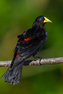 BR-B-32&nbsp;&nbsp;&nbsp;&nbsp;&nbsp;&nbsp;&nbsp;&nbsp; Guache, Coastal Region Of Bahia, Brazil