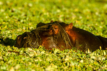 AF-M-42 Hippopotamus Portrait, Kruger NP, South Africa