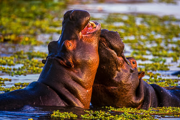 LE-AF-M-01&nbsp;&nbsp;&nbsp;&nbsp;&nbsp;&nbsp;&nbsp;&nbsp; Hippos Fighting At Sunset Dam, Kruger National Park, South Africa