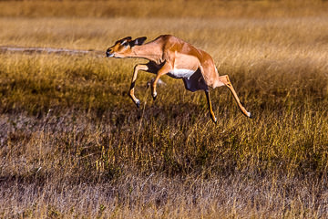 LE-AF-M-01&nbsp;&nbsp;&nbsp;&nbsp;&nbsp;&nbsp;&nbsp;&nbsp; Impala Jumping, Savuti, Botswana