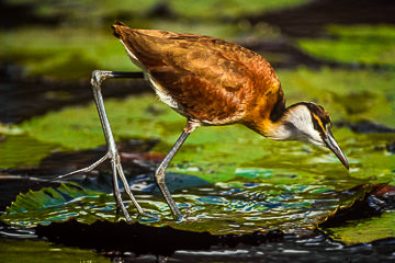 LE-AF-B-03&nbsp;&nbsp;&nbsp;&nbsp;&nbsp;&nbsp;&nbsp;&nbsp; Jacana, Mkuze State Park, South Africa