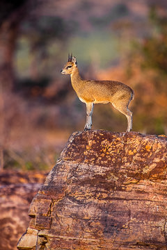 LE-AF-M-03&nbsp;&nbsp;&nbsp;&nbsp;&nbsp;&nbsp;&nbsp;&nbsp; Klipspringer On Top Of Rocky Lookout, Kruger N.P., South Africa