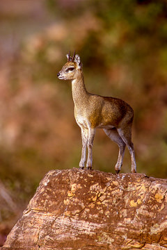 AF-M-03&nbsp;&nbsp;&nbsp;&nbsp;&nbsp;&nbsp;&nbsp;&nbsp; Klipspringer On The Lookout, Kruger NP, South Africa