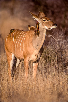 AF-M-03&nbsp;&nbsp;&nbsp;&nbsp;&nbsp;&nbsp;&nbsp;&nbsp; Female Kudu With Oxpeckers, South Africa