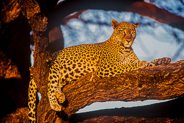 LE-AF-M-03&nbsp;&nbsp;&nbsp;&nbsp;&nbsp;&nbsp;&nbsp;&nbsp; Leopard At Daybreak, Londolozi Private Game Reserve, South Africa