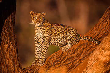 LE-AF-M-05&nbsp;&nbsp;&nbsp;&nbsp;&nbsp;&nbsp;&nbsp;&nbsp; Leopard Resting At Days End, Samburu National Reserve, Kenya