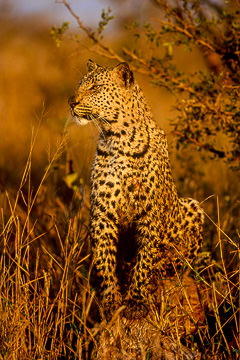 LE-AF-M-46&nbsp;&nbsp;&nbsp;&nbsp;&nbsp;&nbsp;&nbsp;&nbsp; Leopard Resting After Kill, Kruger National Park, South Africa