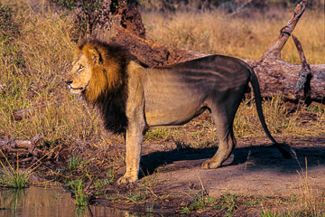 LE-AF-M-03&nbsp;&nbsp;&nbsp;&nbsp;&nbsp;&nbsp;&nbsp;&nbsp; Male Lion At Waterhole, Londolozi Private Game Reserve, South Africa