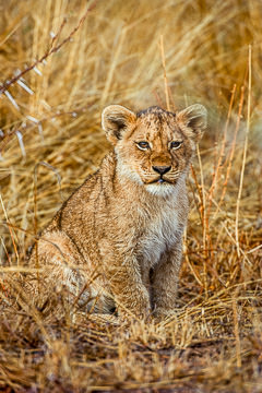 LE-AF-M-22&nbsp;&nbsp;&nbsp;&nbsp;&nbsp;&nbsp;&nbsp;&nbsp; Lion Cub, Ulusaba Private Game Reserve, South Africa