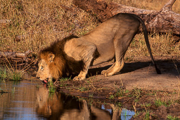 LE-AF-M-101&nbsp;&nbsp;&nbsp;&nbsp;&nbsp;&nbsp;&nbsp;&nbsp; Lion Drinking, Londolozi Private Game Reserve, South Africa