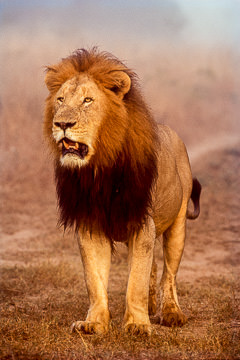LE-AF-M-10&nbsp;&nbsp;&nbsp;&nbsp;&nbsp;&nbsp;&nbsp;&nbsp; Lion In The Mist, Phinda Private Game Reserve, South Africa