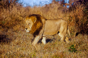 AF-M-13&nbsp;&nbsp;&nbsp;&nbsp;&nbsp;&nbsp;&nbsp;&nbsp; Male Lion Walking, Londolozi Private Reserve, South Africa