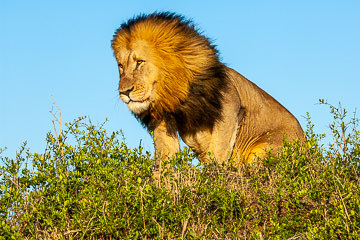 LE-AF-M-102&nbsp;&nbsp;&nbsp;&nbsp;&nbsp;&nbsp;&nbsp;&nbsp; Lion On The Lookout, Phinda Game Reserve, South Africa