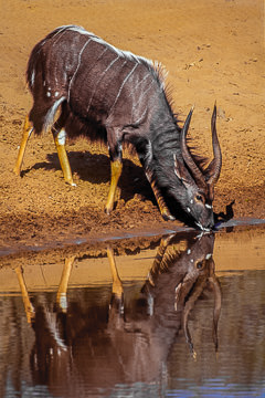 AF-M-03&nbsp;&nbsp;&nbsp;&nbsp;&nbsp;&nbsp;&nbsp;&nbsp; Male Nyala Drinking, Phinda Private Reserve, South Africa