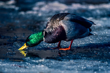AM-B-02&nbsp;&nbsp;&nbsp;&nbsp;&nbsp;&nbsp;&nbsp;&nbsp; Male Mallard Drinking In The Ice, Plainfield, New Jersey