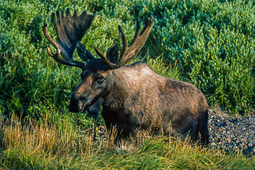AM-M-03 Moose Bull, Denali National Park, Alaska