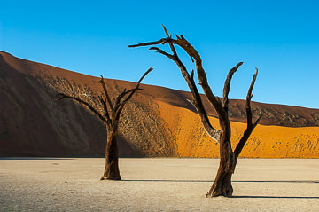 LE-AF-LA-109&nbsp;&nbsp;&nbsp;&nbsp;&nbsp;&nbsp;&nbsp;&nbsp; Two Desiccated Trees, The Dead Vlei, Namib-Naukluft National Park, Namib Desert, Namibia