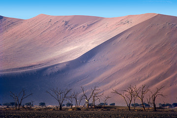 AF-LA-11&nbsp;&nbsp;&nbsp;&nbsp;&nbsp;&nbsp;&nbsp;&nbsp; Dead Forest, Namib Desert, Namibia, Africa