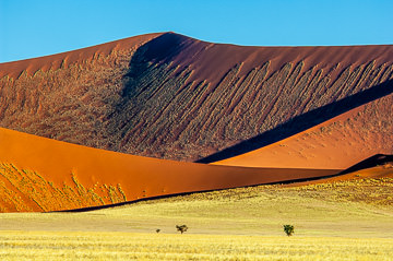 LE-AF-LA-120&nbsp;&nbsp;&nbsp;&nbsp;&nbsp;&nbsp;&nbsp;&nbsp; Blossoming Dunes, Namib-Naukluft National Park, Namib Desert, Namibia