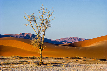 LE-AF-LA-42&nbsp;&nbsp;&nbsp;&nbsp;&nbsp;&nbsp;&nbsp;&nbsp; Isolated Tree, Namib-Naukluft National Park, Namib Desert, Namibia