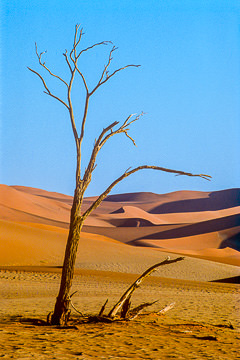 AF-LA-46&nbsp;&nbsp;&nbsp;&nbsp;&nbsp;&nbsp;&nbsp;&nbsp; A Dead Tree, Namib Desert, Namibia, Africa