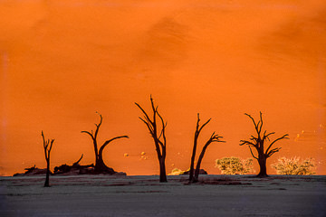 AF-LA-62&nbsp;&nbsp;&nbsp;&nbsp;&nbsp;&nbsp;&nbsp;&nbsp; Ancient Trees, The Dead Vlei, Namib Desert, Namibia, Africa