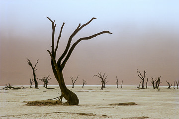 LE-AF-LA-72&nbsp;&nbsp;&nbsp;&nbsp;&nbsp;&nbsp;&nbsp;&nbsp; Ocean Fog Reaching The Dead Vlei, Namib-Naukluft National Park, Namib Desert, Namibia
