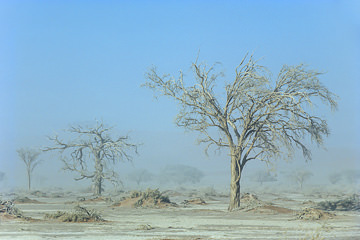 LE-AF-LA-76&nbsp;&nbsp;&nbsp;&nbsp;&nbsp;&nbsp;&nbsp;&nbsp; Trees In A Sandstorm, Namib-Naukluft National Park, Namib Desert, Namibia