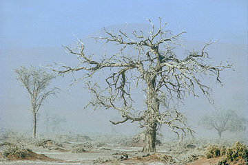 AF-LA-77&nbsp;&nbsp;&nbsp;&nbsp;&nbsp;&nbsp;&nbsp;&nbsp; Trees In A Sandstorm, Namib Desert, Namibia, Africa