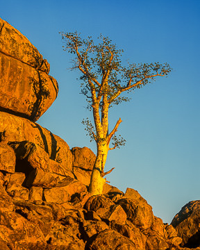 LE-AF-LA-001&nbsp;&nbsp;&nbsp;&nbsp;&nbsp;&nbsp;&nbsp;&nbsp; A Lonely Moringa Tree, Damaraland Region, Namibia