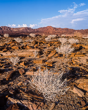 AF-LA-002&nbsp;&nbsp;&nbsp;&nbsp;&nbsp;&nbsp;&nbsp;&nbsp; Hardy Vegetation, Twyfelffontain Region, Damaraland, Namibia