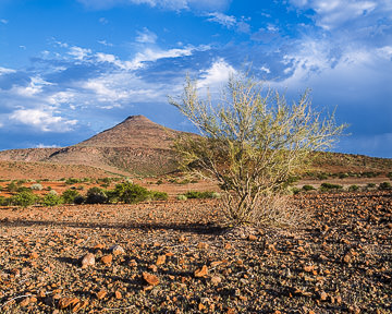 AF-LA-003&nbsp;&nbsp;&nbsp;&nbsp;&nbsp;&nbsp;&nbsp;&nbsp; Sparse Vegetation At The Barren Damaralnad Region, Namibia  