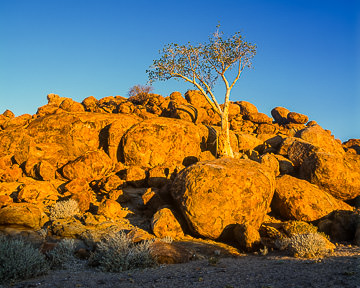 AF-LA-005&nbsp;&nbsp;&nbsp;&nbsp;&nbsp;&nbsp;&nbsp;&nbsp; Lonely Tree, Damaraland Region, Namibia