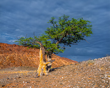LE-AF-LA-007&nbsp;&nbsp;&nbsp;&nbsp;&nbsp;&nbsp;&nbsp;&nbsp; Lonely Tree, Twyfelffontain Region, Damaraland, Namibia