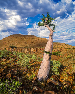 AF-LA-012&nbsp;&nbsp;&nbsp;&nbsp;&nbsp;&nbsp;&nbsp;&nbsp; Moringa Tree In The Rugged Region Of Damaraland, Namibia  