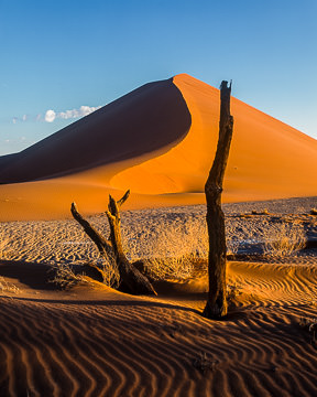LE-AF-LA-005&nbsp;&nbsp;&nbsp;&nbsp;&nbsp;&nbsp;&nbsp;&nbsp; Remnants Of A Tree, Namib-Naukluft National Park, Namib Desert, Namibia