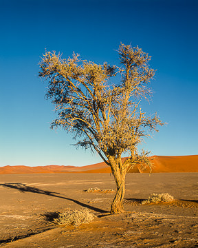 AF-LA-010&nbsp;&nbsp;&nbsp;&nbsp;&nbsp;&nbsp;&nbsp;&nbsp; Lonely Tree, Namib-Naukluft National Park, Namib Desert, Namibia  