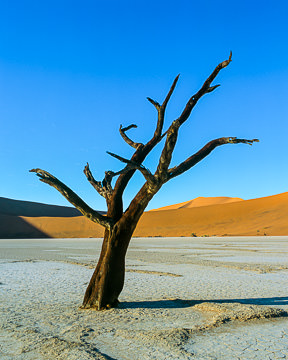 LE-AF-LA-022&nbsp;&nbsp;&nbsp;&nbsp;&nbsp;&nbsp;&nbsp;&nbsp; Tree At The Dead Vlei, Namib-Naukluft National Park, Namib Desert, Namibia