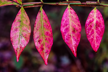 LE-AM-MIS-01&nbsp;&nbsp;&nbsp;&nbsp;&nbsp;&nbsp;&nbsp;&nbsp; Autumn Leaves, Acadia National Park, Maine
