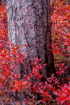 LE-AM-MIS-02&nbsp;&nbsp;&nbsp;&nbsp;&nbsp;&nbsp;&nbsp;&nbsp; Pine Tree Surrounded By Fall Colors, Acadia National Park, Maine