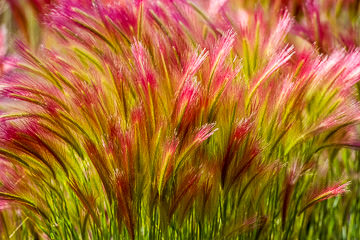 LE-AM-MIS-01&nbsp;&nbsp;&nbsp;&nbsp;&nbsp;&nbsp;&nbsp;&nbsp; Pink Foxtail Grass, Yukon Territory, Canada